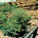 AUS NT KingsCanyon 1992 011  From the top of one side of the canyon, it's down across this bridge to the other. : 1992, Australia, Date, Kings Canyon, NT, Places, Year